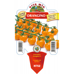 Ciliegino arancio Orangino F1