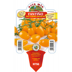 Datterino arancione Fantino F1