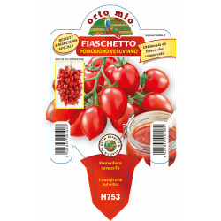 Pomodoro fiaschetto Arneo F1