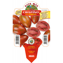 Zebrino Crispino Plum F1