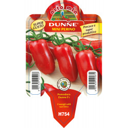 Mini perino var. Dunne F1