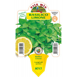 Basilico limone