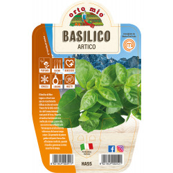 Basilico artico