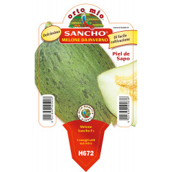 Verde da inverno F1 vaso