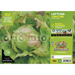 Batavia variegata Unicum
