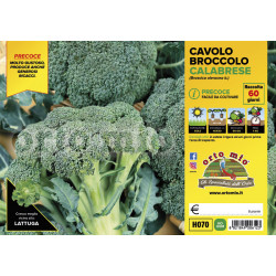 Broccolo calabrese precoce...