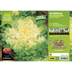 Scarola verde Bubikopf