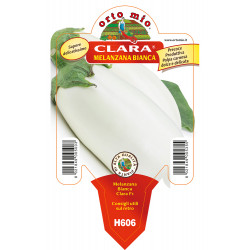 Melanzana bianca var. Clara F1