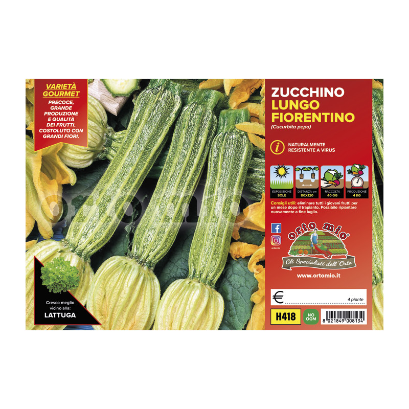 Zucchino lungo fiorentino