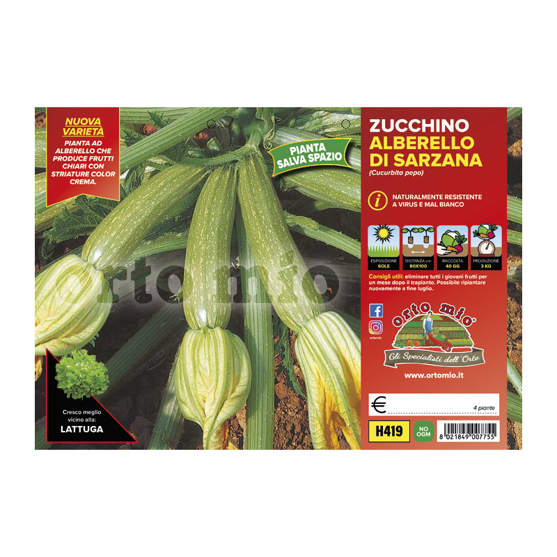 Zucchino alberello