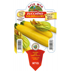 Zucchino giallo Lingodor F1
