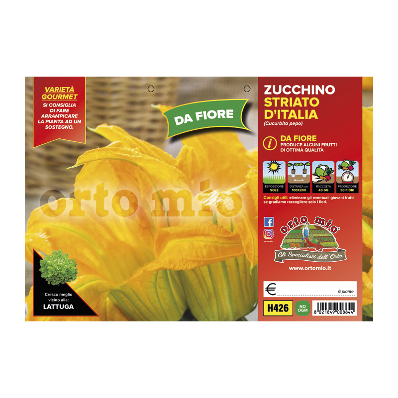 Zucchino da Fiore