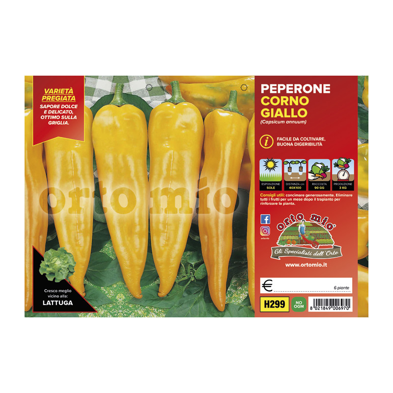 Peperone corno giallo