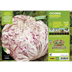 Radicchio variegato di...