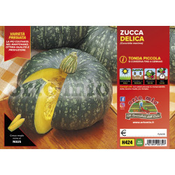 Zucca tonda