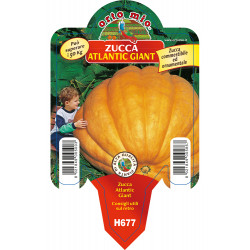 Zucca gigante var. Atlantic...