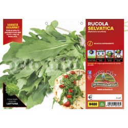 Rucola