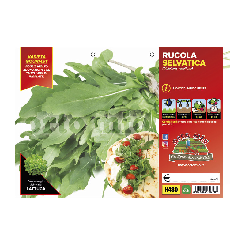 Rucola