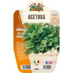 Acetosa