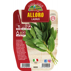 Alloro