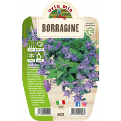 Borragine