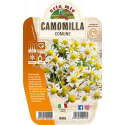 Camomilla