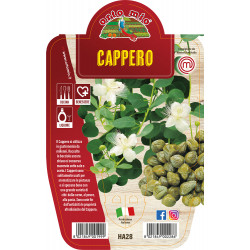 Cappero