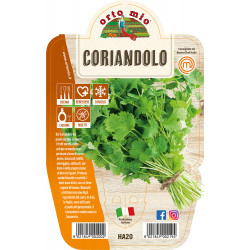 Coriandolo