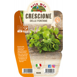 Crescione