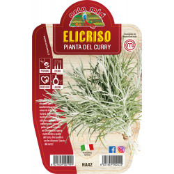 Elicrisio (o pianta del curry)