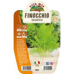 Finocchio