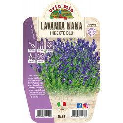 Lavanda var. Nana Hidcote Blu