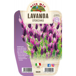 Lavanda var. Stoechas