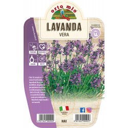 Lavanda var. Vera