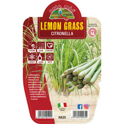 Lemon Grass - Citronella