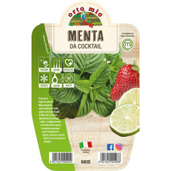 Menta var. da Cocktail