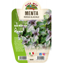 Menta var. Rossa Glaciale