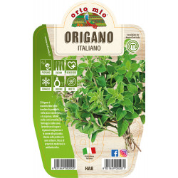 Origano