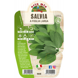 Salvia var. a Foglia Larga