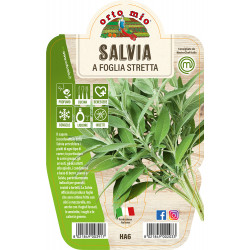 Salvia var. a Foglia Stretta