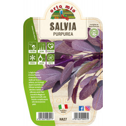 Salvia var. Purpurea