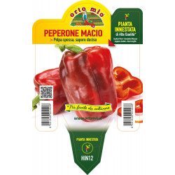 Peperone rosso var. Macio F1