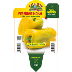 Peperone giallo var. Mohai F1