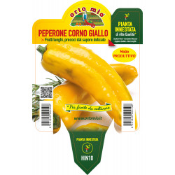 Peperone corno di Toro...