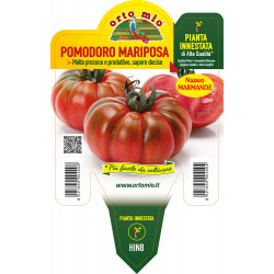 Pomodoro marmande Maryposa F1