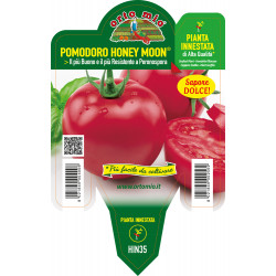 Pomodoro tondo Honey Moon F1