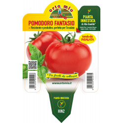 Pomodoro tondo da insalata...