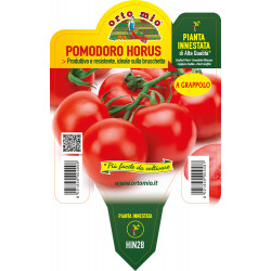 Pomodoro tondo a grappolo...