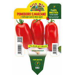 Pomodoro lungo San Marzano...