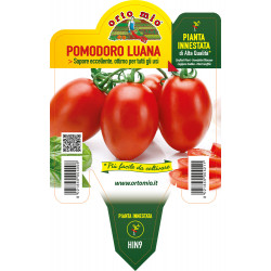 Pomodoro ovale Luana F1